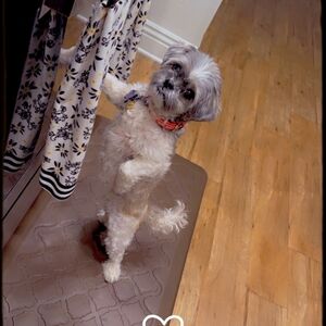 Meet your Posher, Millicent